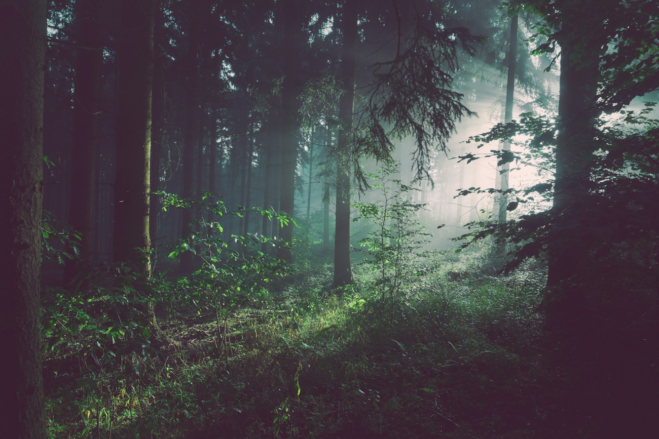 Sonnenlicht zwischen dicht stehenden Waldbäumen, als Naturinspiration